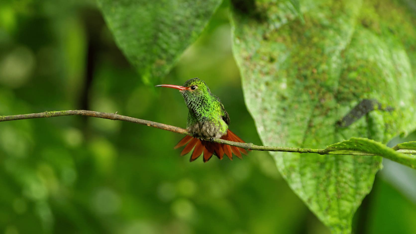 Colibrí entre la vegetación del bosque nublado de Mindo
