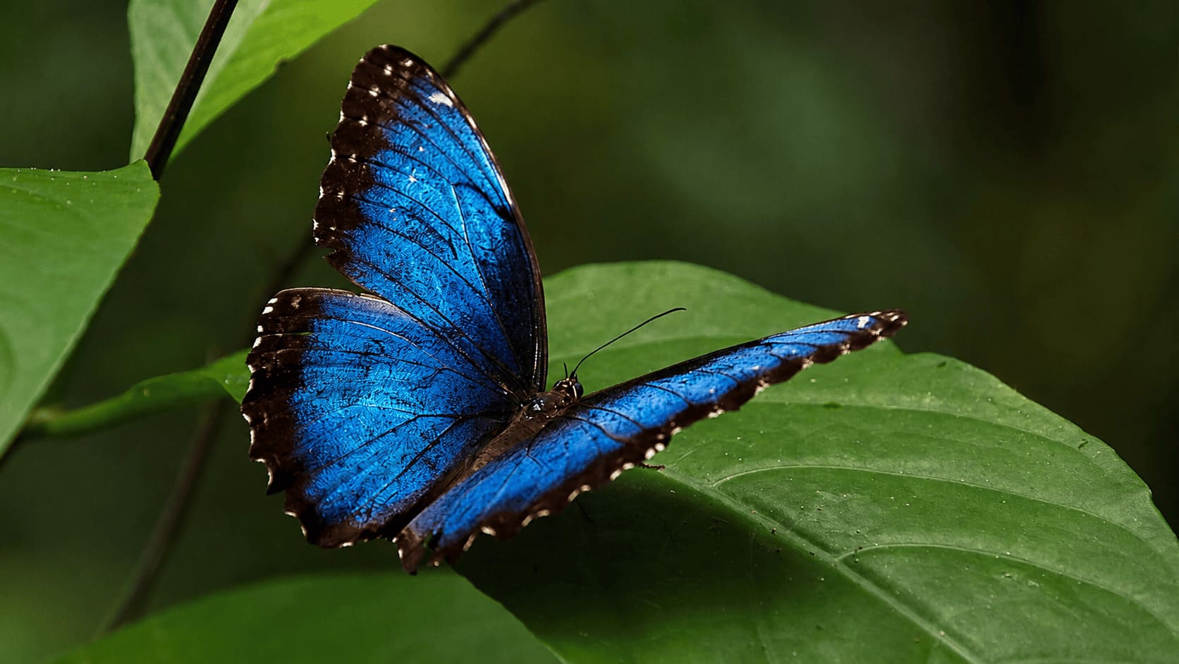 Mariposa azul representativa de la biodiversidad de Mindo