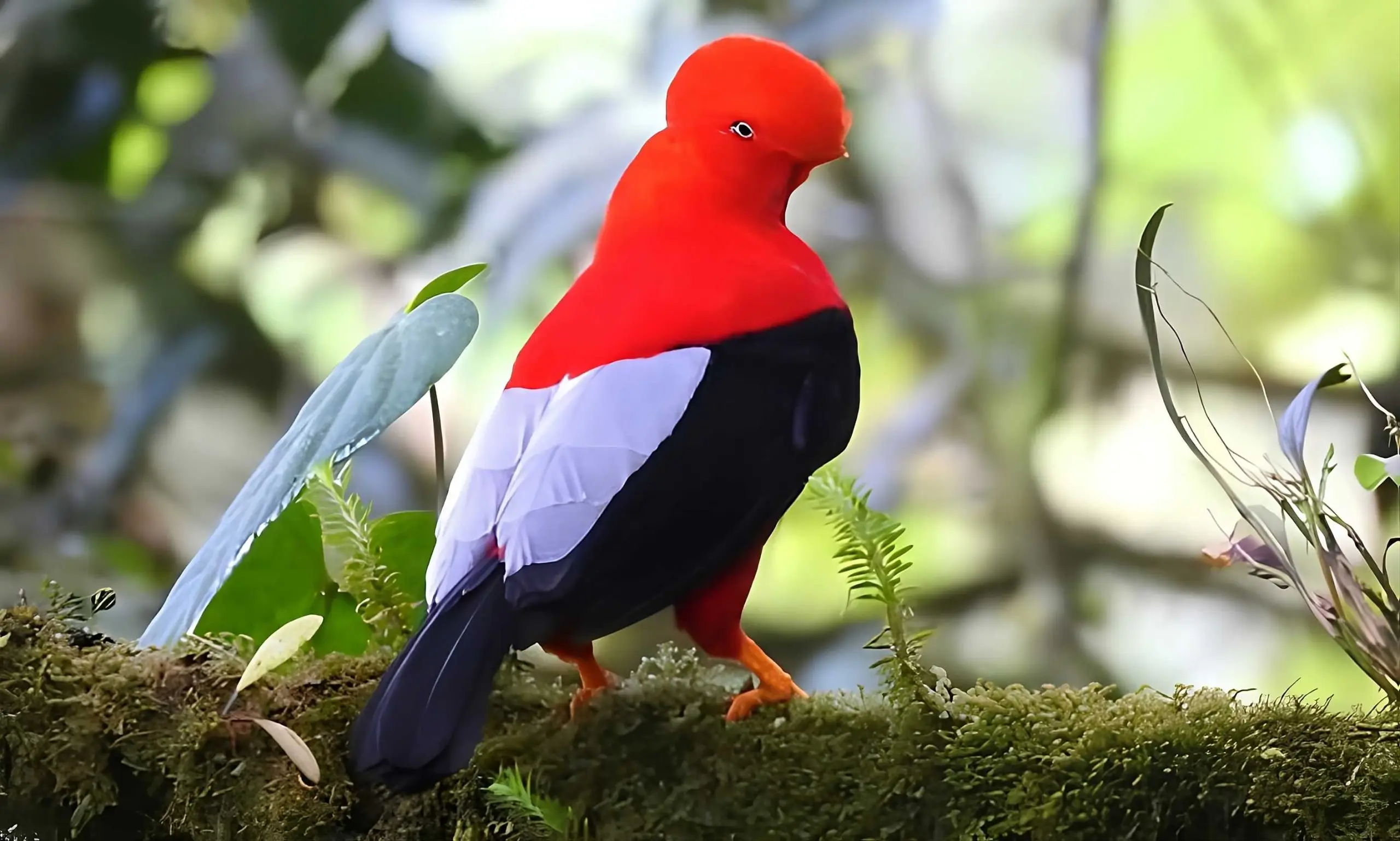 Gallo de Peña Andino en Mindo, Ecuador