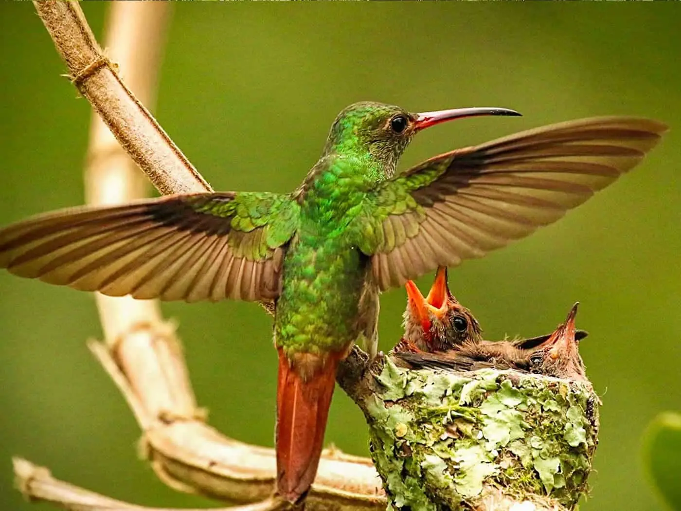 Colibrí en nido durante época de anidación en Mindo, destino de naturaleza en Ecuador