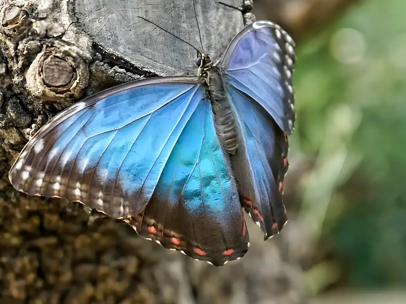 Mariposa azul Morpho menelaus en Mindo, símbolo de biodiversidad del bosque nublado
