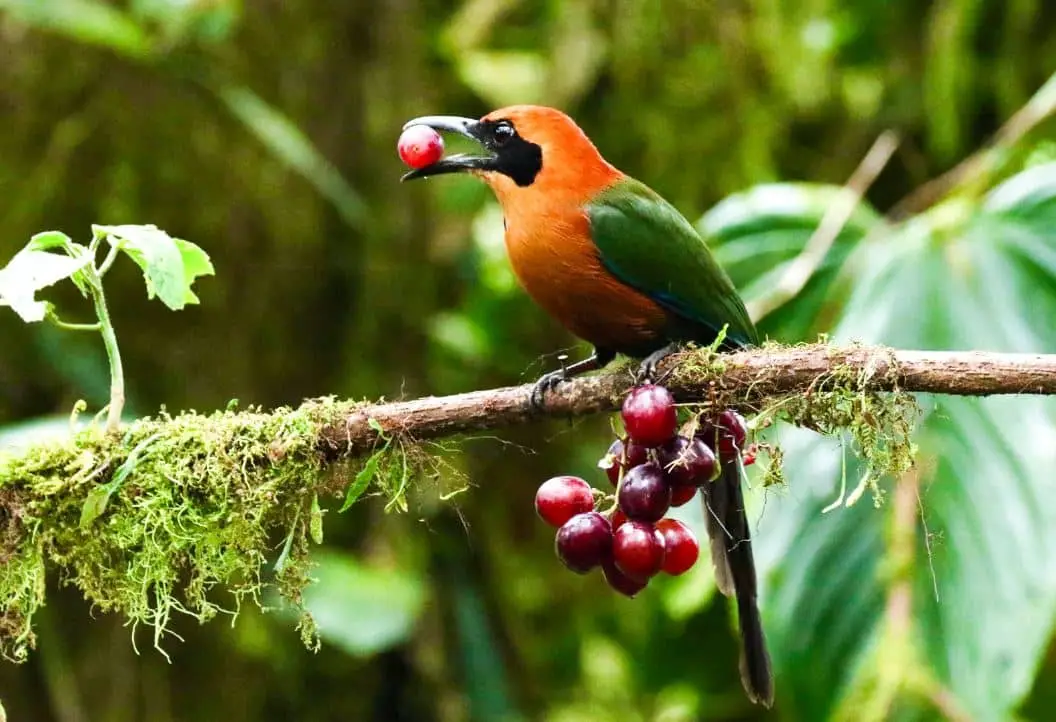 Momoto corona de fuego en Mindo durante temporada de observación de aves en Ecuador
